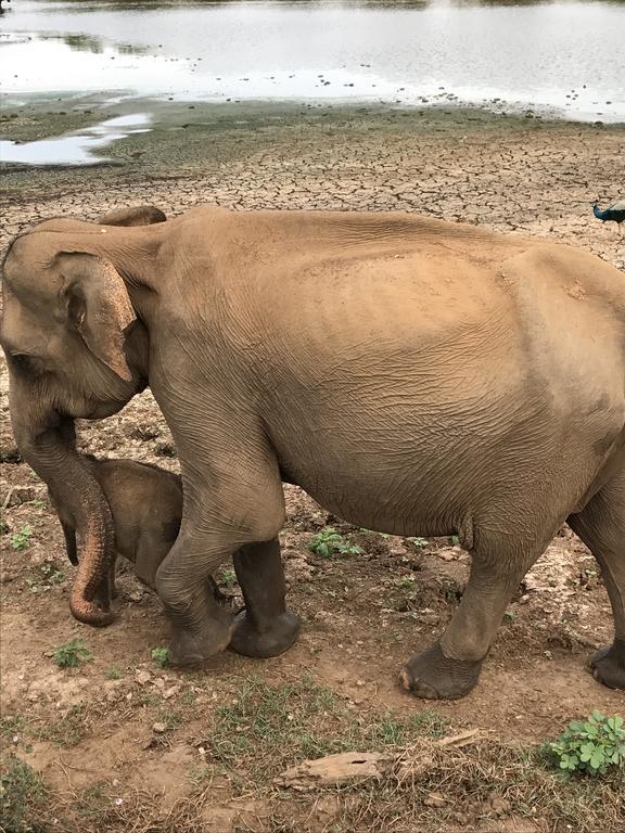 Dinesh Safari Homestay Udawalawe Bagian luar foto