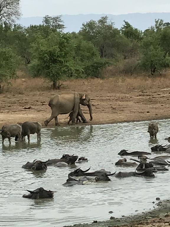 Dinesh Safari Homestay Udawalawe Bagian luar foto