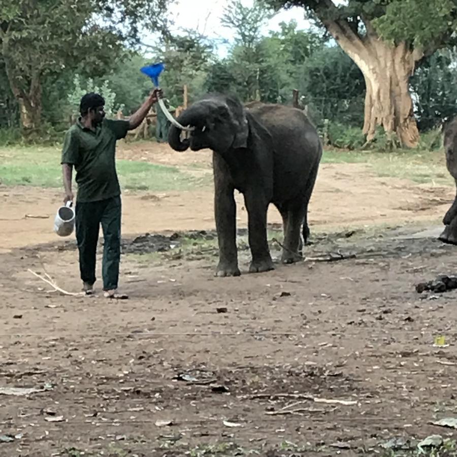 Dinesh Safari Homestay Udawalawe Bagian luar foto