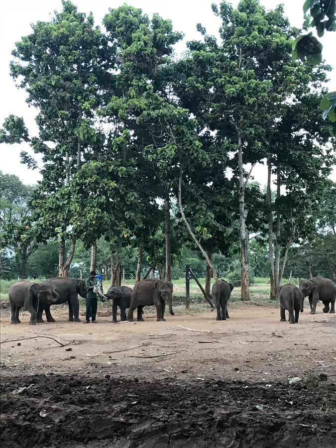 Dinesh Safari Homestay Udawalawe Bagian luar foto