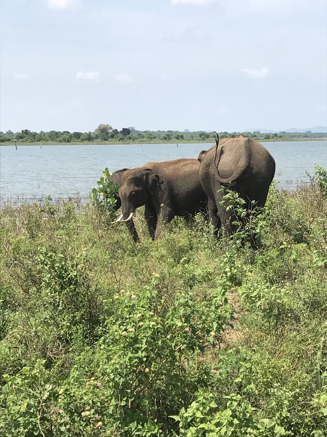 Dinesh Safari Homestay Udawalawe Bagian luar foto