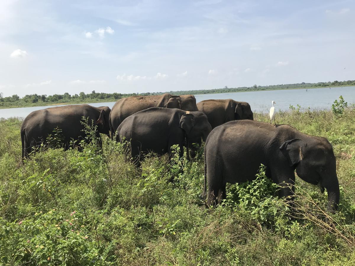 Dinesh Safari Homestay Udawalawe Bagian luar foto