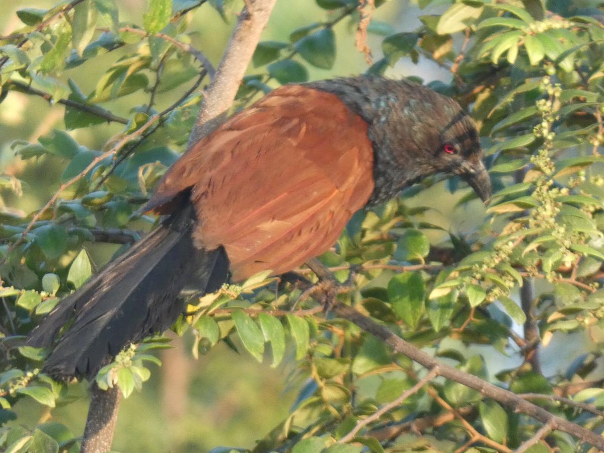 Dinesh Safari Homestay Udawalawe Bagian luar foto